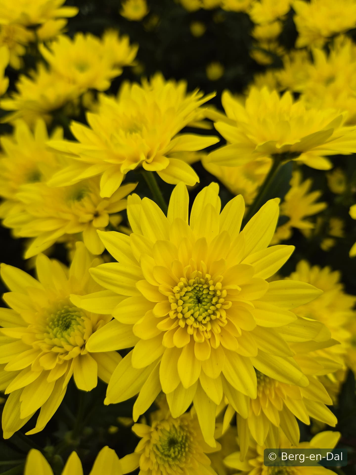 Pastella Sunny chrysanthemums in a farm bucket
